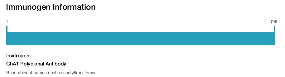 ChAT Polyclonal Antibody