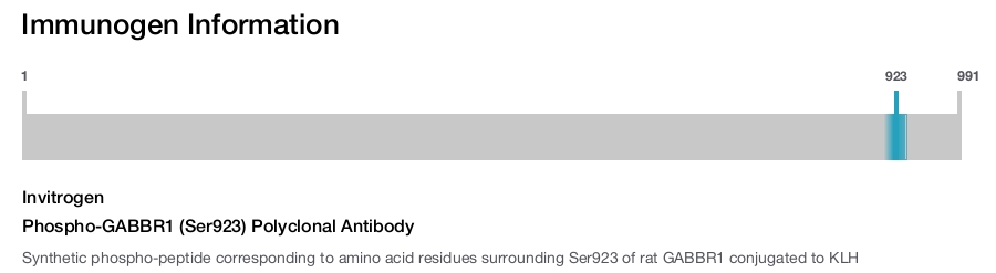 Phospho-GABBR1 (Ser923) Polyclonal Antibody