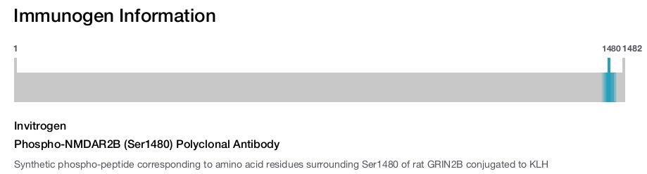 Phospho-NMDAR2B (Ser1480) Polyclonal Antibody