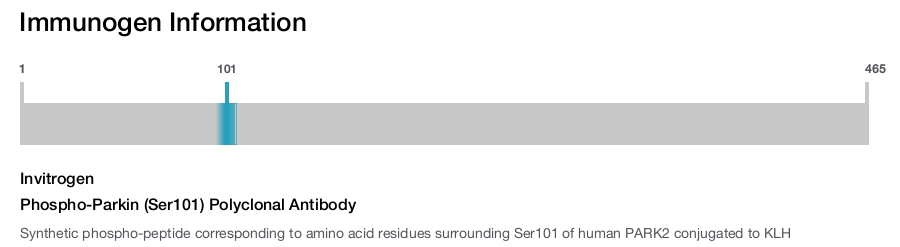Phospho-Parkin (Ser101) Polyclonal Antibody