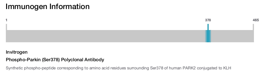 Phospho-Parkin (Ser378) Polyclonal Antibody