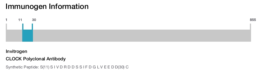 CLOCK Polyclonal Antibody