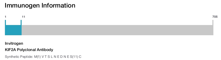 KIF2A Polyclonal Antibody