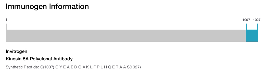 Kinesin 5A Polyclonal Antibody
