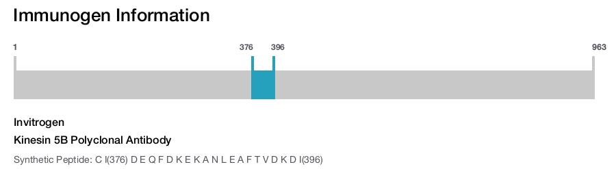 Kinesin 5B Polyclonal Antibody
