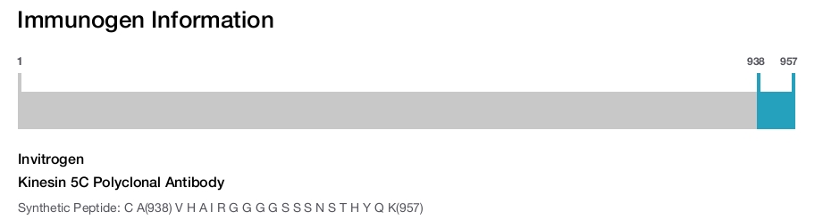 Kinesin 5C Polyclonal Antibody