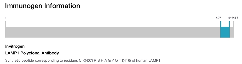 LAMP1 Polyclonal Antibody