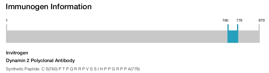 Dynamin 2 Polyclonal Antibody