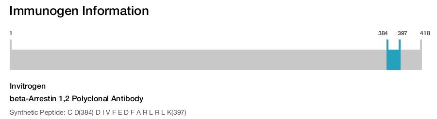 beta-Arrestin 1,2 Polyclonal Antibody