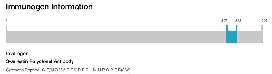 S-arrestin Polyclonal Antibody