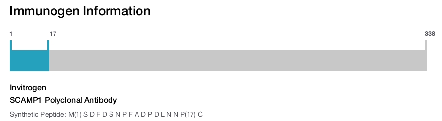 SCAMP1 Polyclonal Antibody