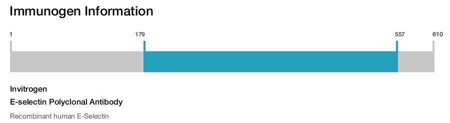 E-selectin Polyclonal Antibody
