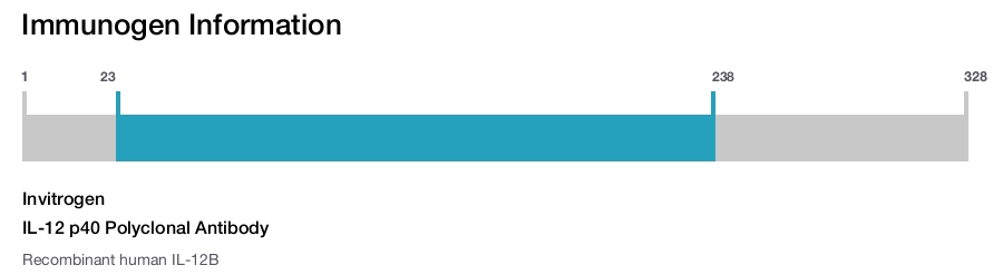 IL-12 p40 Polyclonal Antibody