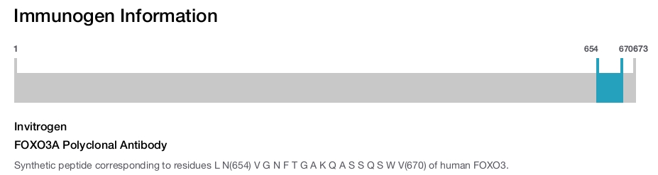 FOXO3A Polyclonal Antibody