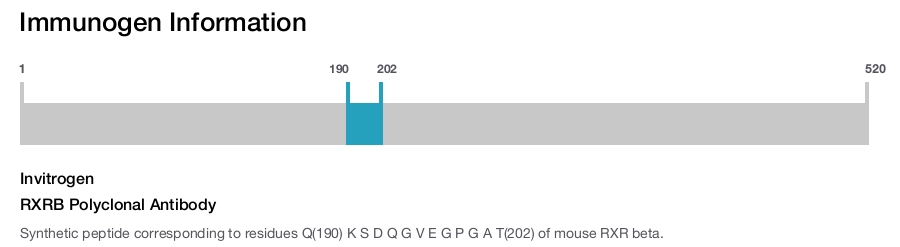 RXRB Polyclonal Antibody