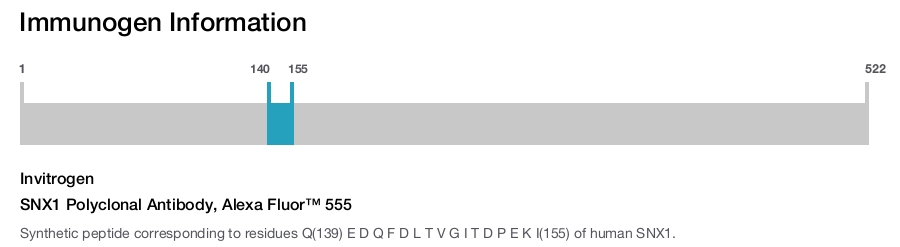 SNX1 Polyclonal Antibody, Alexa Fluor&trade; 555