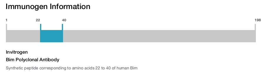 Bim Polyclonal Antibody