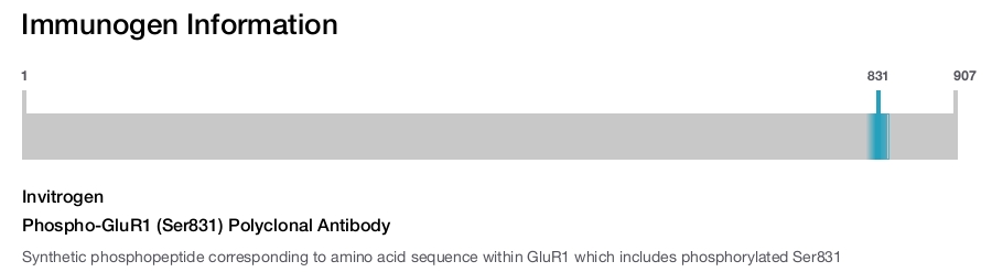 Phospho-GluR1 (Ser831) Polyclonal Antibody