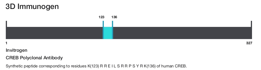 CREB Polyclonal Antibody
