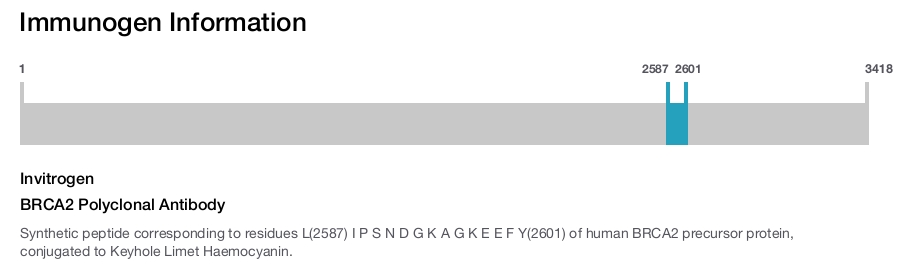 BRCA2 Polyclonal Antibody