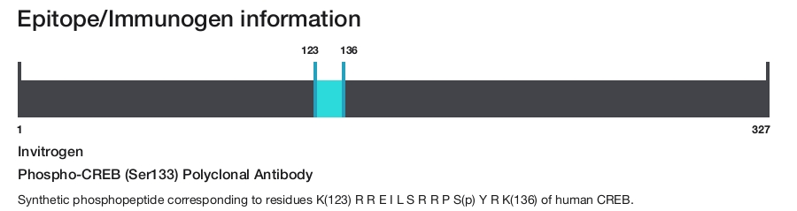 Phospho-CREB (Ser133) Polyclonal Antibody