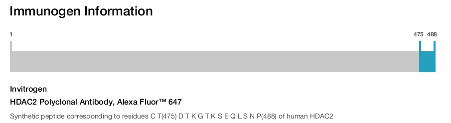 HDAC2 Polyclonal Antibody, Alexa Fluor™ 647