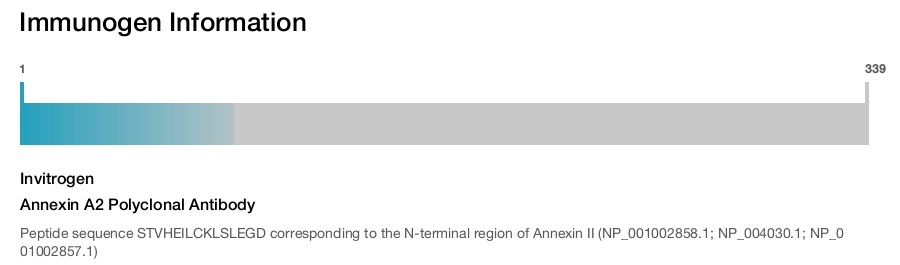 Annexin A2 Polyclonal Antibody