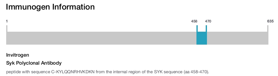 Syk Polyclonal Antibody