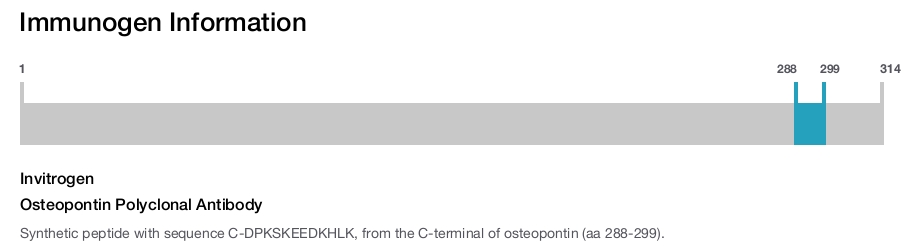 Osteopontin Polyclonal Antibody