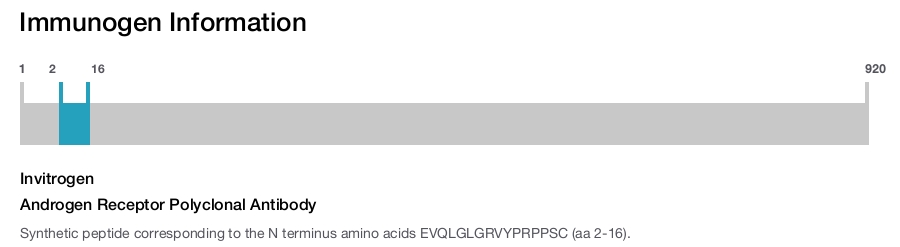 Androgen Receptor Polyclonal Antibody