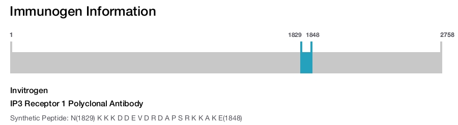 IP3 Receptor 1 Polyclonal Antibody