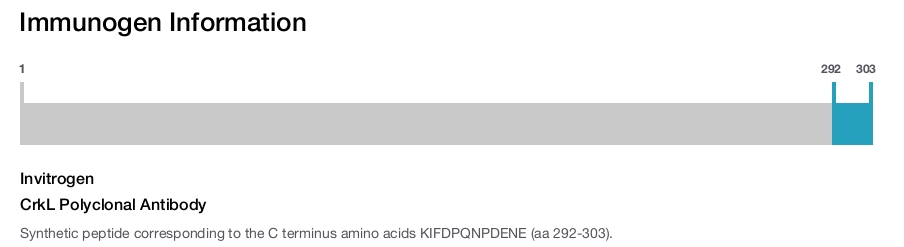 CrkL Polyclonal Antibody