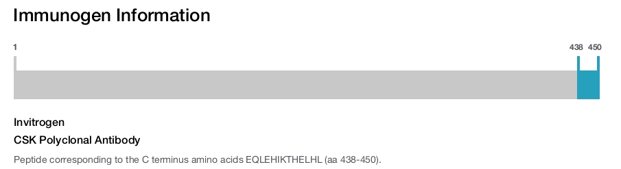 CSK Polyclonal Antibody