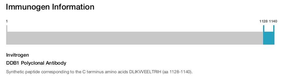 DDB1 Polyclonal Antibody