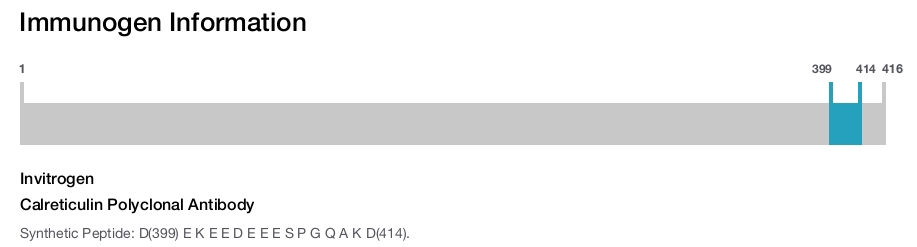 Calreticulin Polyclonal Antibody
