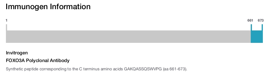 FOXO3A Polyclonal Antibody