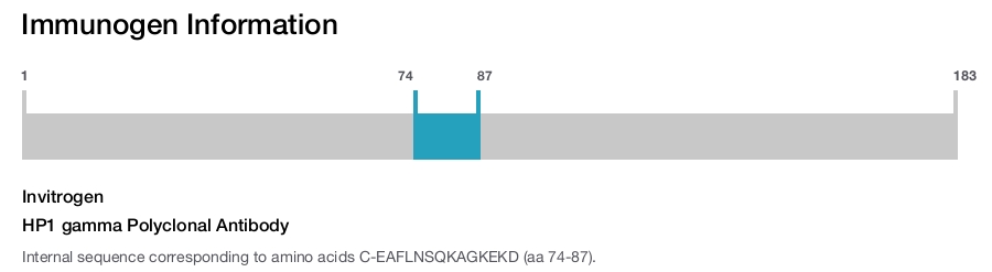 HP1 gamma Polyclonal Antibody