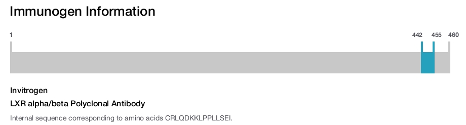 LXR alpha/beta Polyclonal Antibody