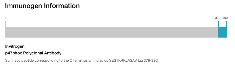 p47phox Polyclonal Antibody