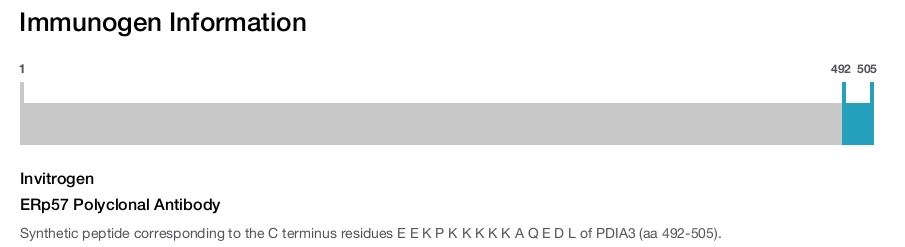 ERp57 Polyclonal Antibody