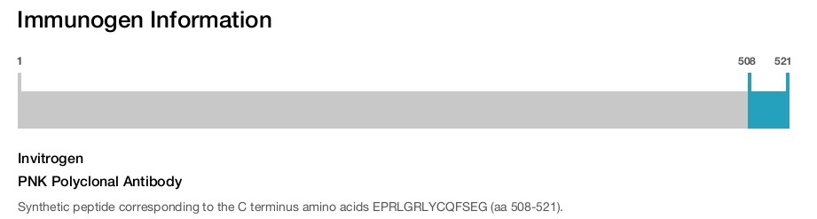 PNK Polyclonal Antibody
