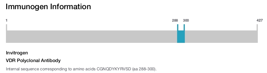 VDR Polyclonal Antibody