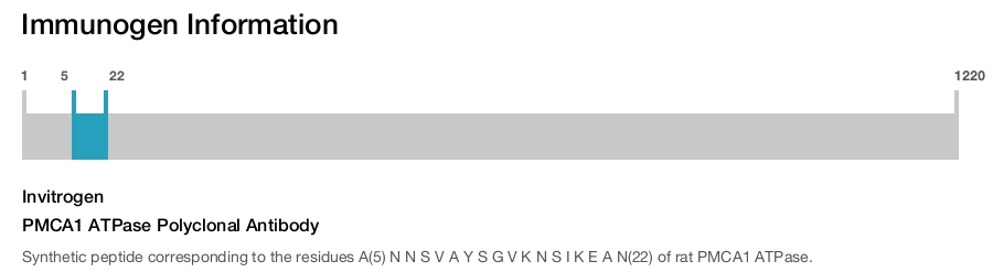 PMCA1 ATPase Polyclonal Antibody