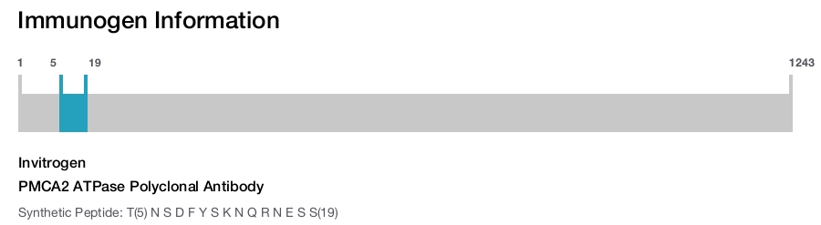 PMCA2 ATPase Polyclonal Antibody