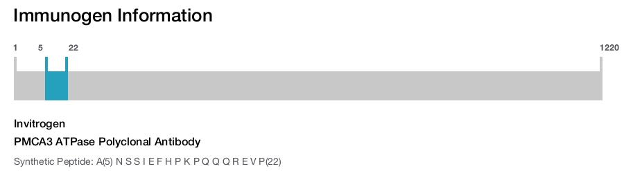 PMCA3 ATPase Polyclonal Antibody