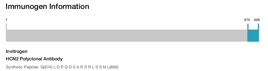 HCN2 Polyclonal Antibody