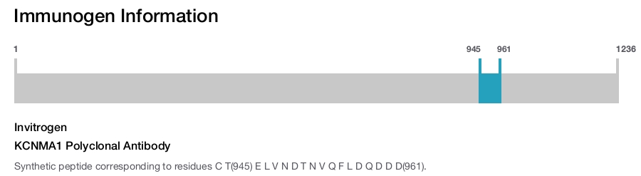 KCNMA1 Polyclonal Antibody