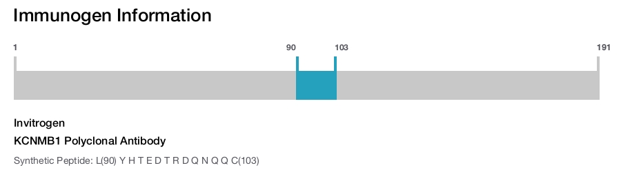 KCNMB1 Polyclonal Antibody