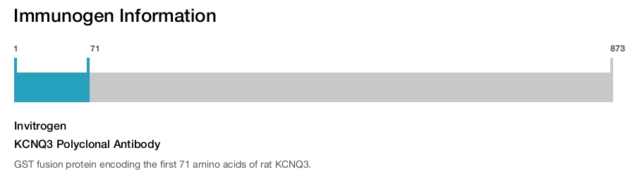 KCNQ3 Polyclonal Antibody