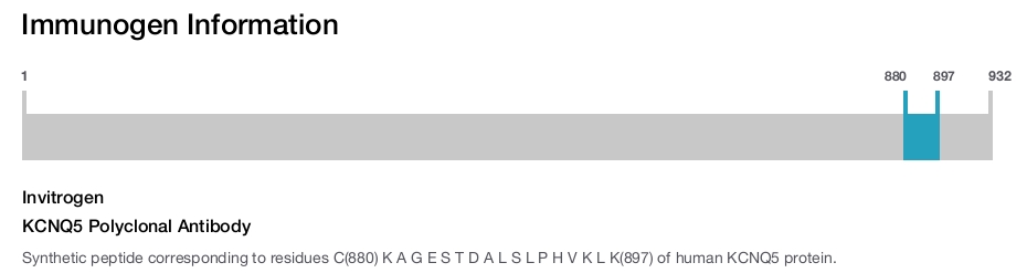 KCNQ5 Polyclonal Antibody